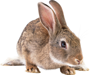 Gray rabbit PNG image-3775